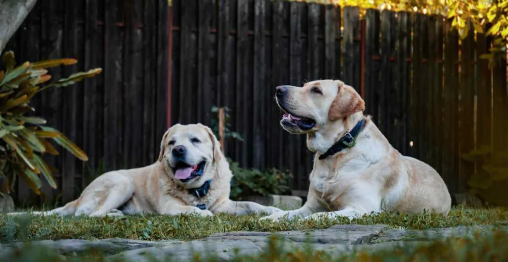 viande crue pour chiens